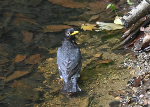 クロツグミ♂4855