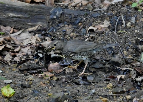 クロツグミ幼鳥5875