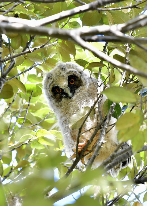 トラフズクのヒナ⑤8459
