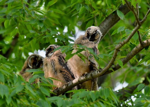 トラフズクのヒナ①②③6392