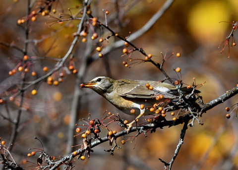 マミチャジナイ1222