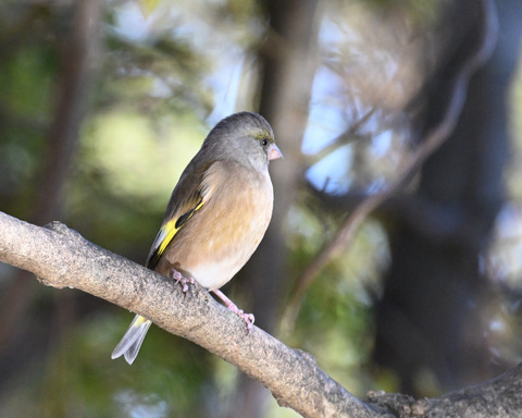 オオカワラヒワ7452