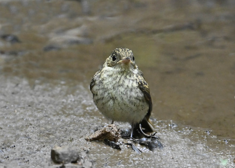キビタキ幼鳥2822