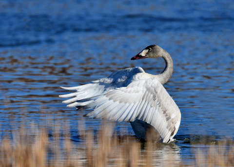 オオハクチョウ8567