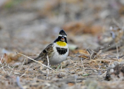 ヤマホオジロ♂6075