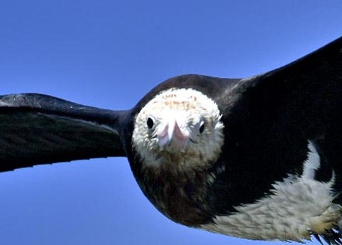 オオグンカンドリ0366