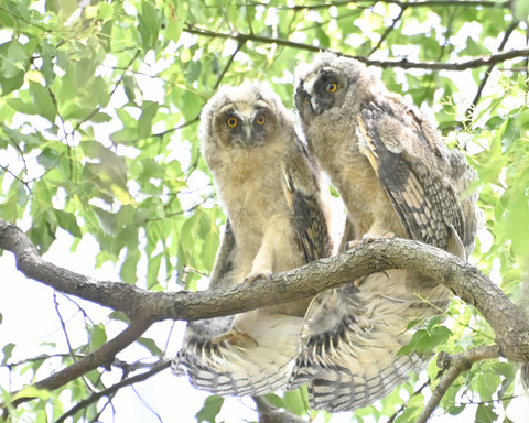 トラフズクの雛②4376