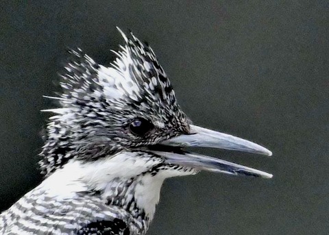 ヤマセミ♀1000(1920)