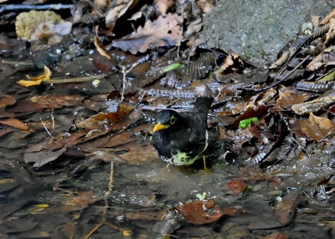 クロツグミ♂4912