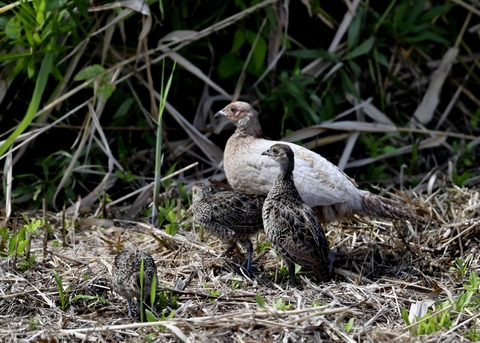 キジの親子4614○