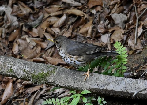 クロツグミ幼鳥6192