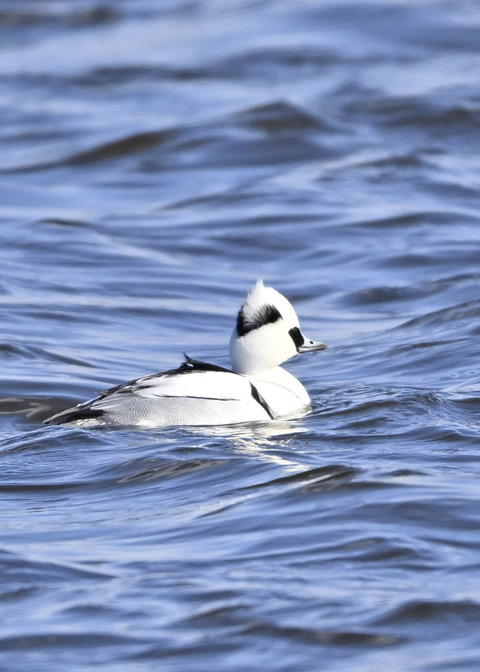 ミコアイサ♂9119