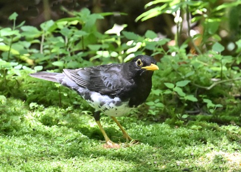 クロツグミ♂4106