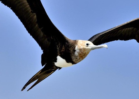 オオグンカンドリ5435