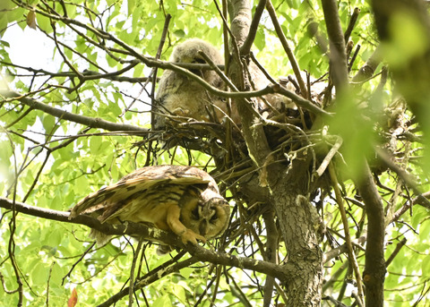 トラフズク♀2756