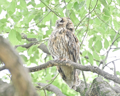 トラフズクの♀親4748