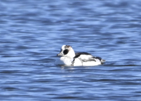 ミコアイサ♂0374