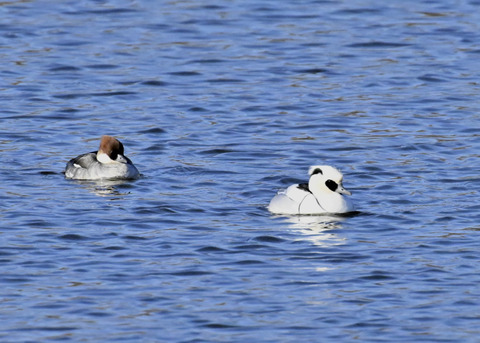 ミコアイサ♂♀4479