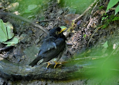 クロツグミ♂1492