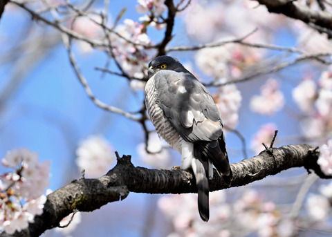 ツミ♀0088