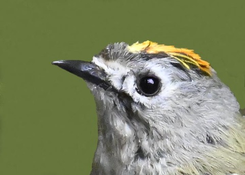 キクイタダキ♂0000