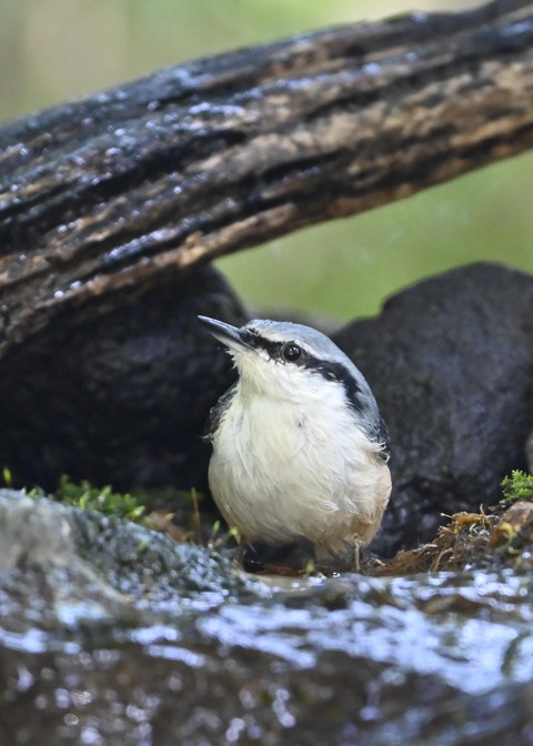 ゴジュウカラ2299