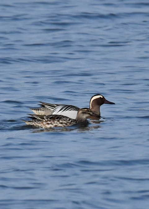 シマアジ♂♀5802