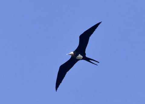 オオグンカンドリB3731