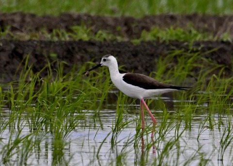 餌捕りセイタカシギ♀0063