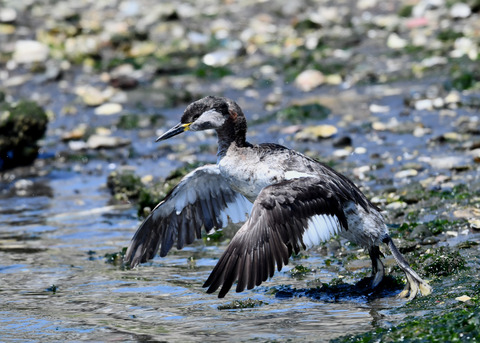 ｱｶｴﾘｶｲﾂﾌﾞﾘ7619