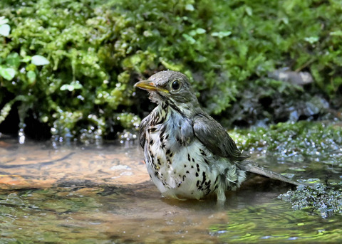 クロツグミ♂幼鳥5516
