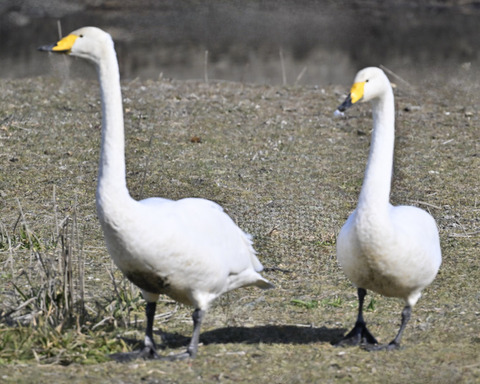 オオハクチョウ3269-1