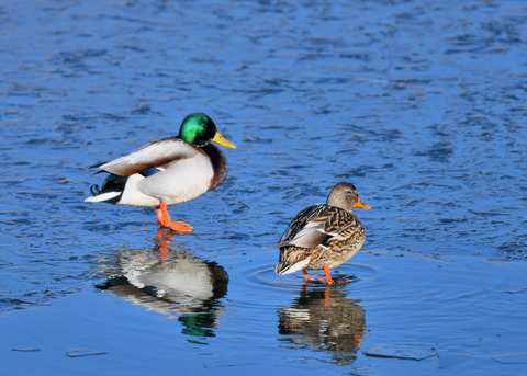 マガモのペアー7495