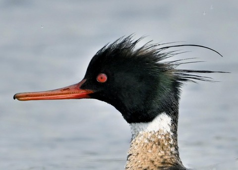 ウミアイサ♂6002(6579)