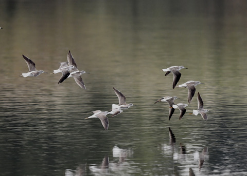 アオアシシギ5704