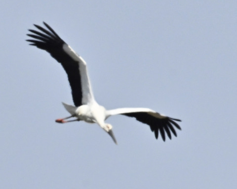 飛ぶコウノトリ8468