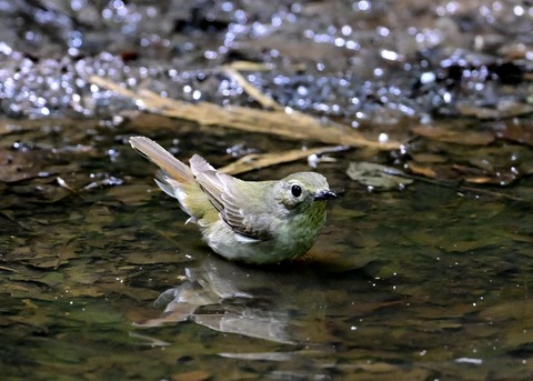 キビタキ♀8581