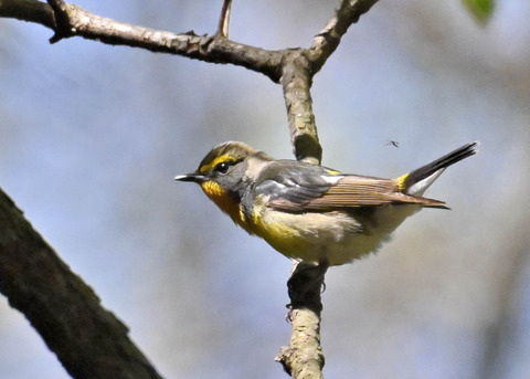 キビタキ♂第一回夏羽3439
