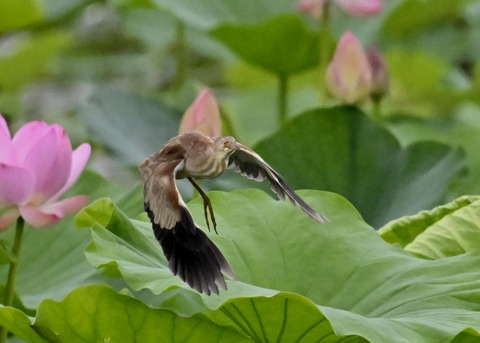 ヨシゴイ♀1208