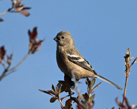 ベニマシコ♀4635