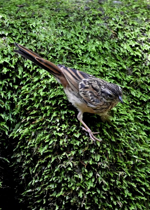 ホオジロ幼鳥6251