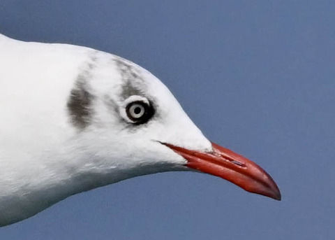 チャガシラカモメ3007