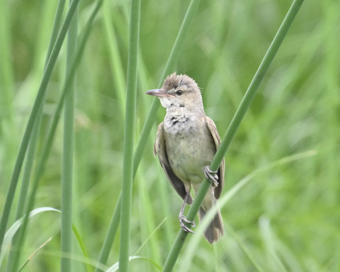 オオヨシキリ6837
