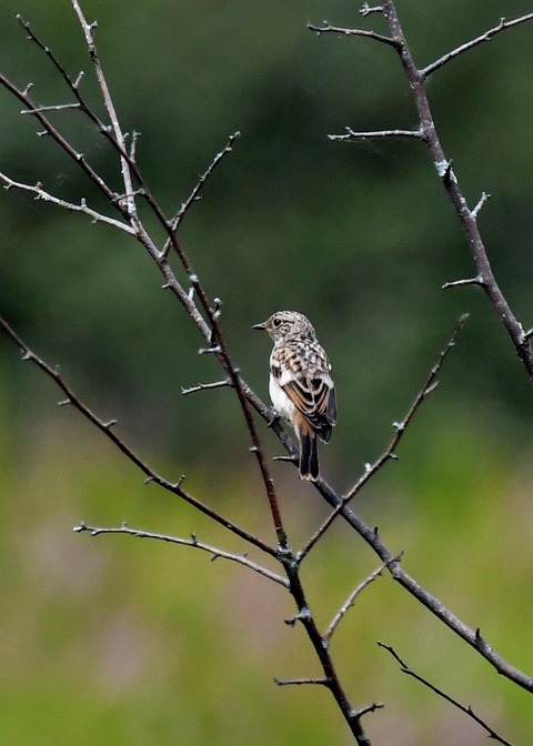 ノビタキ幼鳥1076