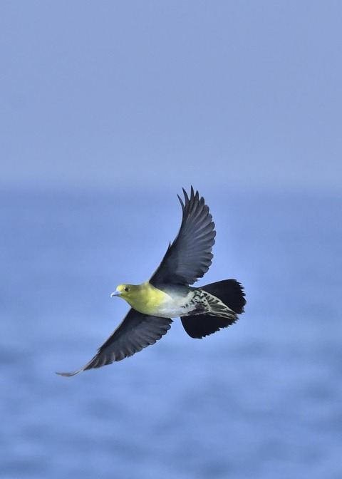 アオバト♀7739