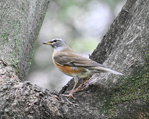 マミチャジナイ3950