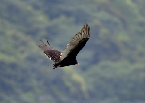 ヒメコンドル0834