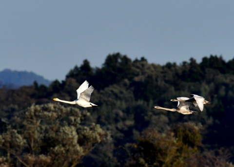 オオハクチョウ3621