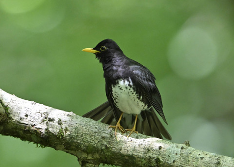 クロツグミ♂0465