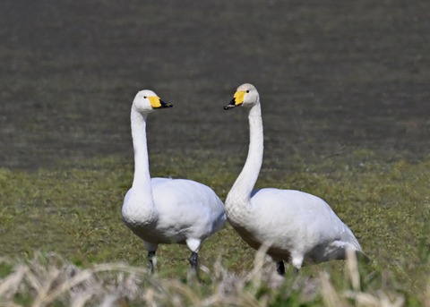 オオハクチョウ8257